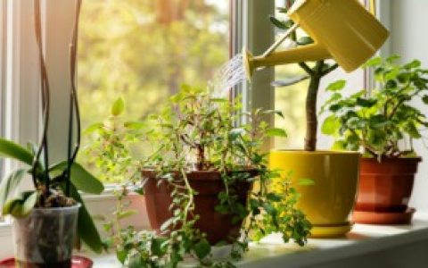 适合客厅的旺宅风水植物（适合客厅的植物有哪些）