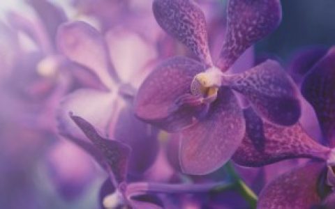 兰花如何养护和管理,兰花的养护和管理