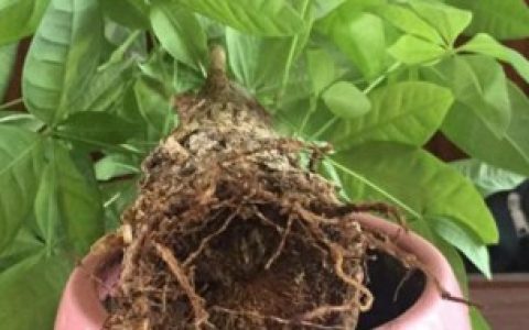 【大发财树烂根怎么补救】怎么补救大发财树烂根