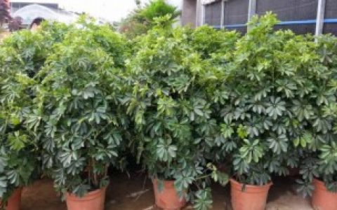 摇钱树苗如何种植（摇钱树苗怎么种才能摇更多次）