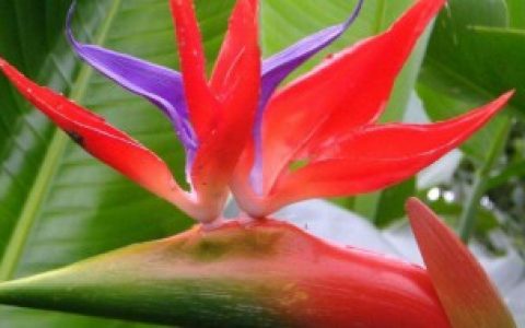 鹤望兰的养殖及注意事项,鹤望兰的养殖及注意事项介绍