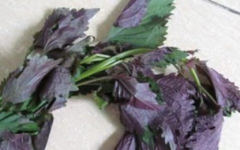 紫苏最佳吃法你知道吗,紫苏最佳的吃法介绍