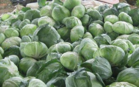 怎样区分甘蓝和包菜,甘蓝和包菜的区别