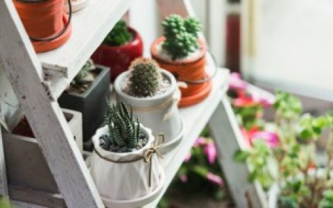 什么小盆栽适合女生在寝室养啊 什么小盆栽适合女生养