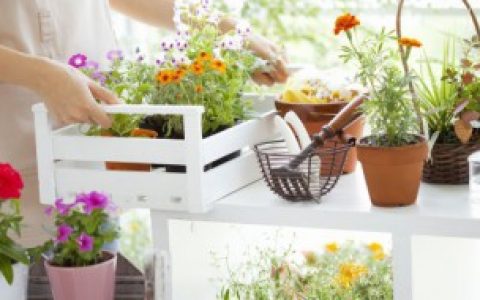 植物的生殖 植物的生殖方法