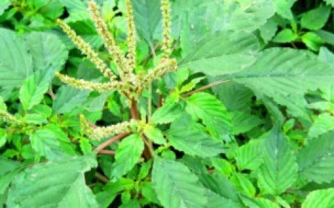 【刺苋菜的特征介绍】刺苋菜长什么样