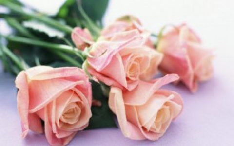 送给妈妈应该具体送什么花,送给妈妈应该送什么花