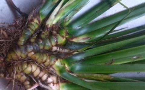 石菖蒲可以水培吗 石菖蒲能水培吗