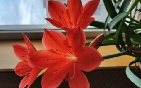 紫根兰不开花怎么回事,紫根兰不开花的原因