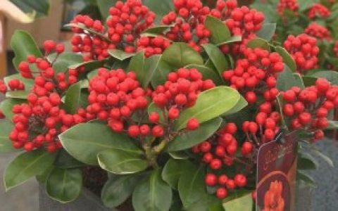 冬青可以养多久 冬青的养殖方法