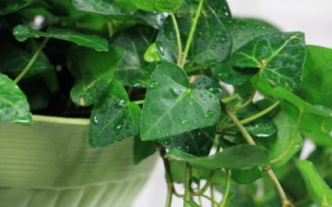 常春藤可以放卧室吗（常春藤放卧室好不好）