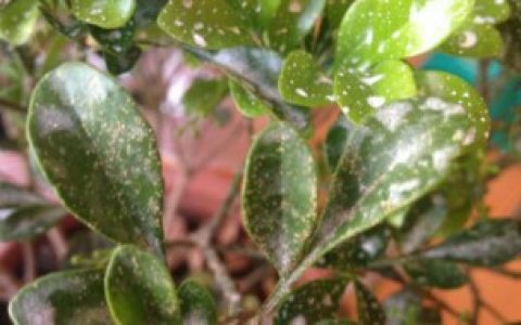 米兰掉叶子是什么原因（米兰掉叶子的原因有哪些）