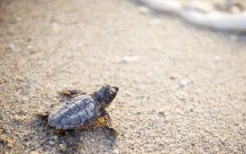 大庙龟的养殖方法,怎么养大庙龟