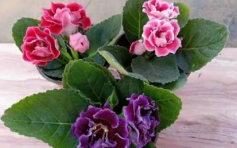 大岩花怎么养长的好,怎么养大岩花