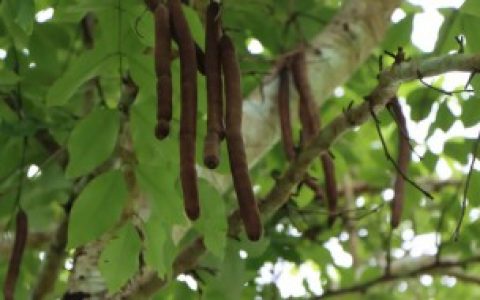 香肠树真的可以结香肠,香肠树真的可以结香肠的说法