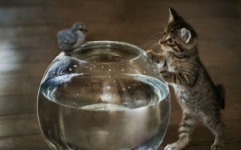 【为什么动物会生着生着没墨了】动物会生着生着没墨的原因