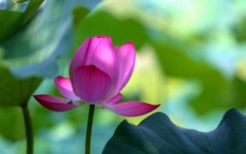 睡莲如何养才能常年开花（睡莲怎么养才能常年开花）