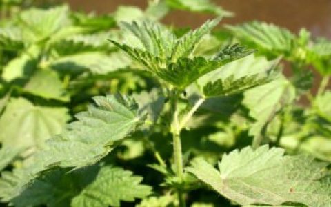 猫薄荷如何养殖,猫薄荷的养殖方法和注意事项