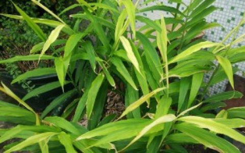 姜叶子发黄怎么治疗,姜叶子黄了怎么回事