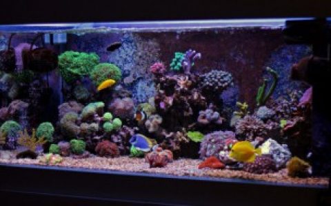 鱼缸除藻最佳方法,鱼缸除藻最佳方法介绍
