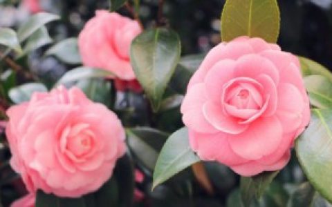 看望手术病人送什么花好,选择什么花看望手术病人