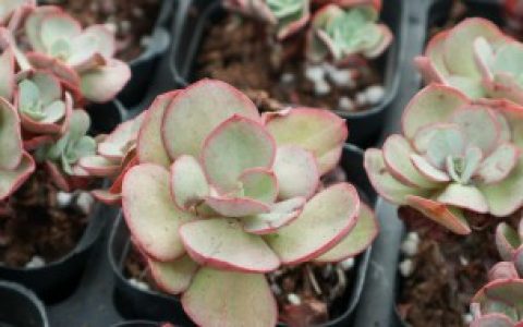 多肉植物秀妍怎么养才长得好,多肉植物秀妍才长得好的养殖方法