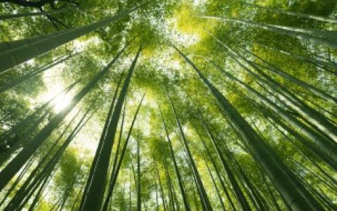 北方可以种植楠竹吗,楠竹北方可以种植吗