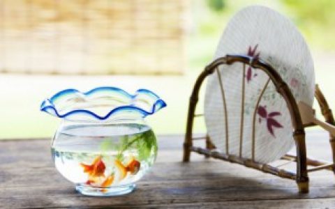 家里的鱼为什么养不活,家里的鱼养不活的原因