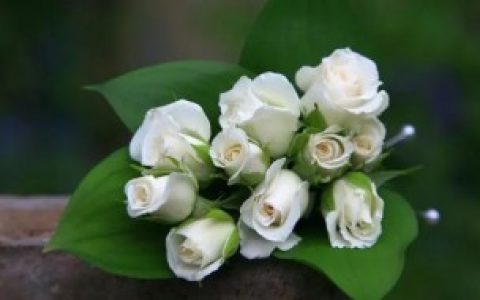 白色玫瑰花花语是什么,白色玫瑰花花语是啥