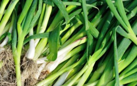 矿泉水瓶怎么种蒜苗,矿泉水瓶种蒜苗的正确过程