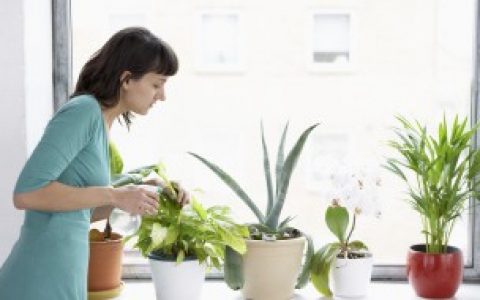 如何给盆栽施肥,怎样给盆栽施肥