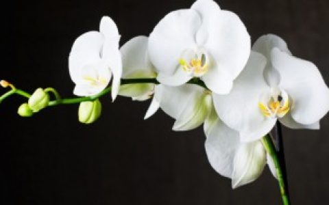 建兰的养殖方法介绍,建兰的养殖方法技巧