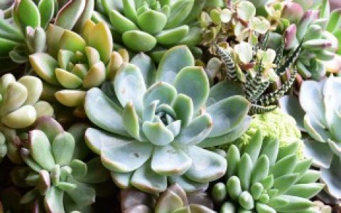 多肉植物水泡如何养殖,多肉植物水泡的养殖方法