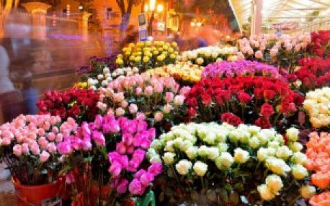 如何保鲜玫瑰花,玫瑰花如何保鲜