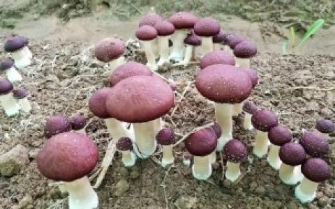 常见的食用菌包括哪些,常见食用菌有哪些