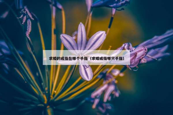 求婚的戒指在哪个手指（求婚戒指哪只手指）