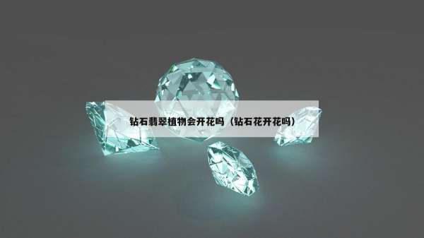 钻石翡翠植物会开花吗（钻石花开花吗）