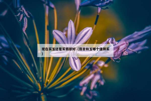 现在买玉还是买翡翠好（翡翠和玉哪个值得买）