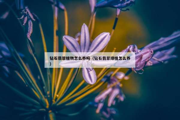 钻石翡翠植物怎么养吗（钻石翡翠绿植怎么养）