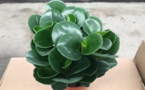 植物翡翠养殖方法， 植物翡翠怎么养活