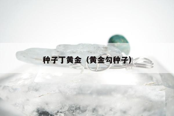 种子丁黄金，黄金勾种子