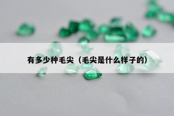 有多少种毛尖，毛尖是什么样子的