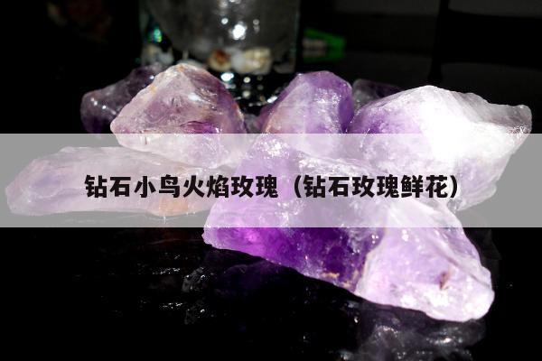 钻石小鸟火焰玫瑰，钻石玫瑰鲜花
