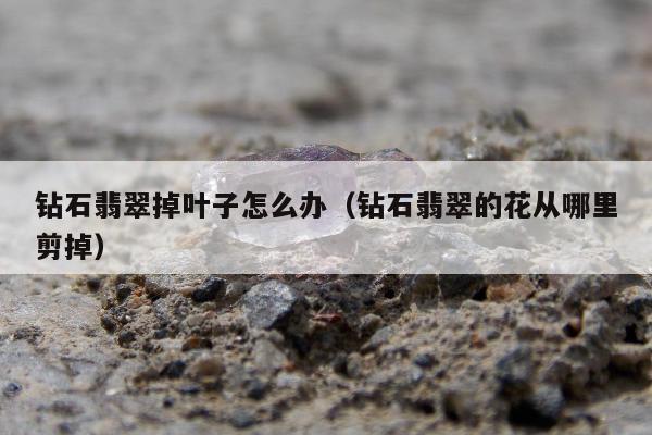 钻石翡翠掉叶子怎么办 钻石翡翠的花从哪里剪掉