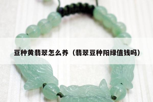 豆种黄翡翠怎么养（翡翠豆种阳绿值钱吗）