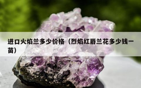 进口火焰兰多少价格（烈焰红唇兰花多少钱一苗）