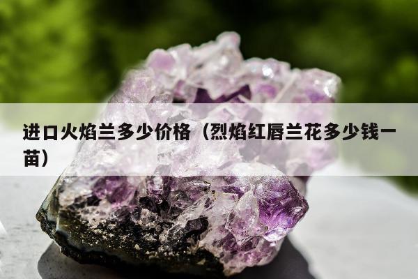进口火焰兰多少价格（烈焰红唇兰花多少钱一苗）
