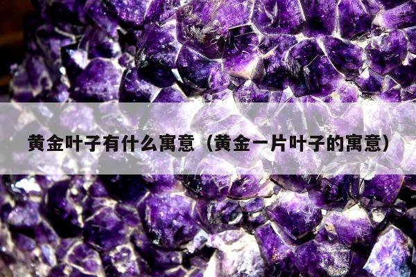 黄金叶子有什么寓意（黄金一片叶子的寓意）