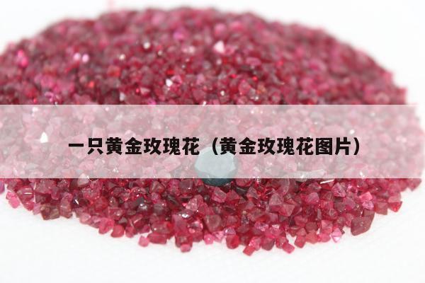 一只黄金玫瑰花（黄金玫瑰花图片）