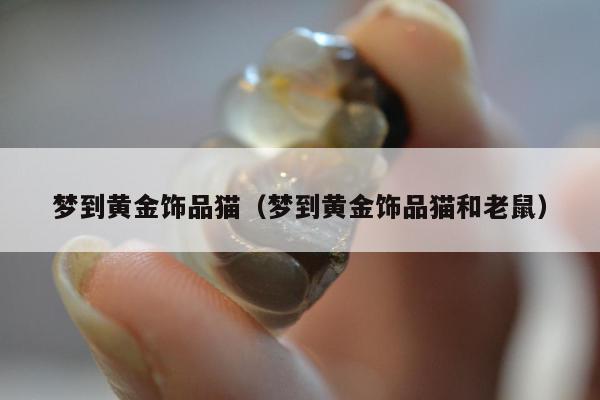 梦到黄金饰品猫（梦到黄金饰品猫和老鼠）